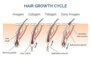 کاهش سرعت رشد مو برای چیست؟